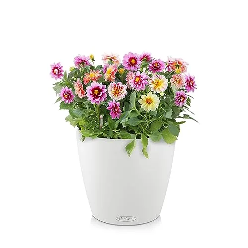Lechuza Classico Color, Plantador de Riego Automático con Sustrato Incluido foto 1