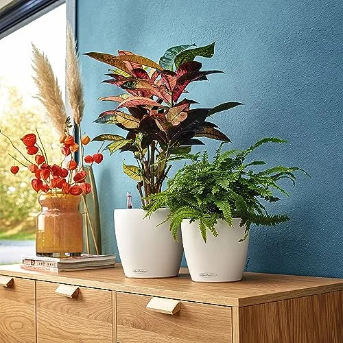 Lechuza Classico Color, Plantador de Riego Automático con Sustrato Incluido foto 5